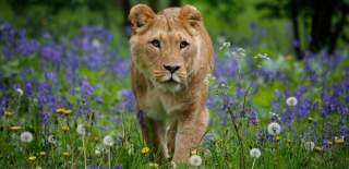 A lioness walking through bluebells at Longleat Safari Park in Wiltshire near Bristol - credit Caleb Hall