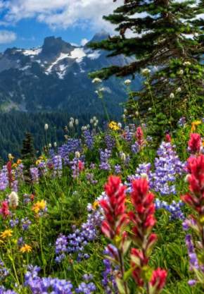 flowers at mt rainier