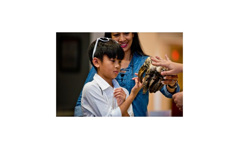 Niño interactuando con un fósil en la exposición Sueños Tropicales